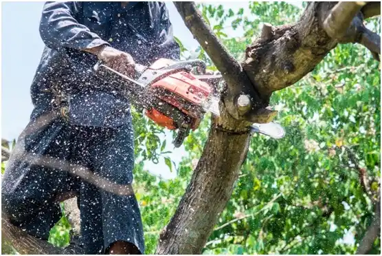 tree services Foots Creek